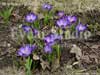 Фото - Весенние цветы - крокусы