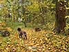 Осенний этюд с охотничьей собакой