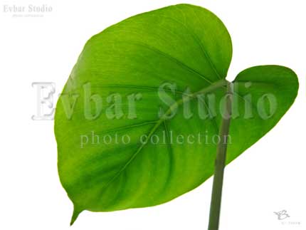 Лист зеленого цвета